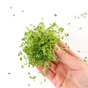 Økologiske Broccoli Rapa spirer i hånd