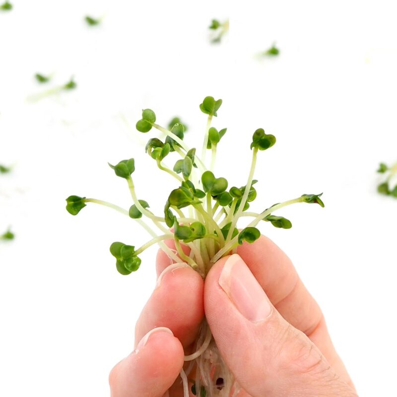 Dyrk selv sunde Broccolispirer