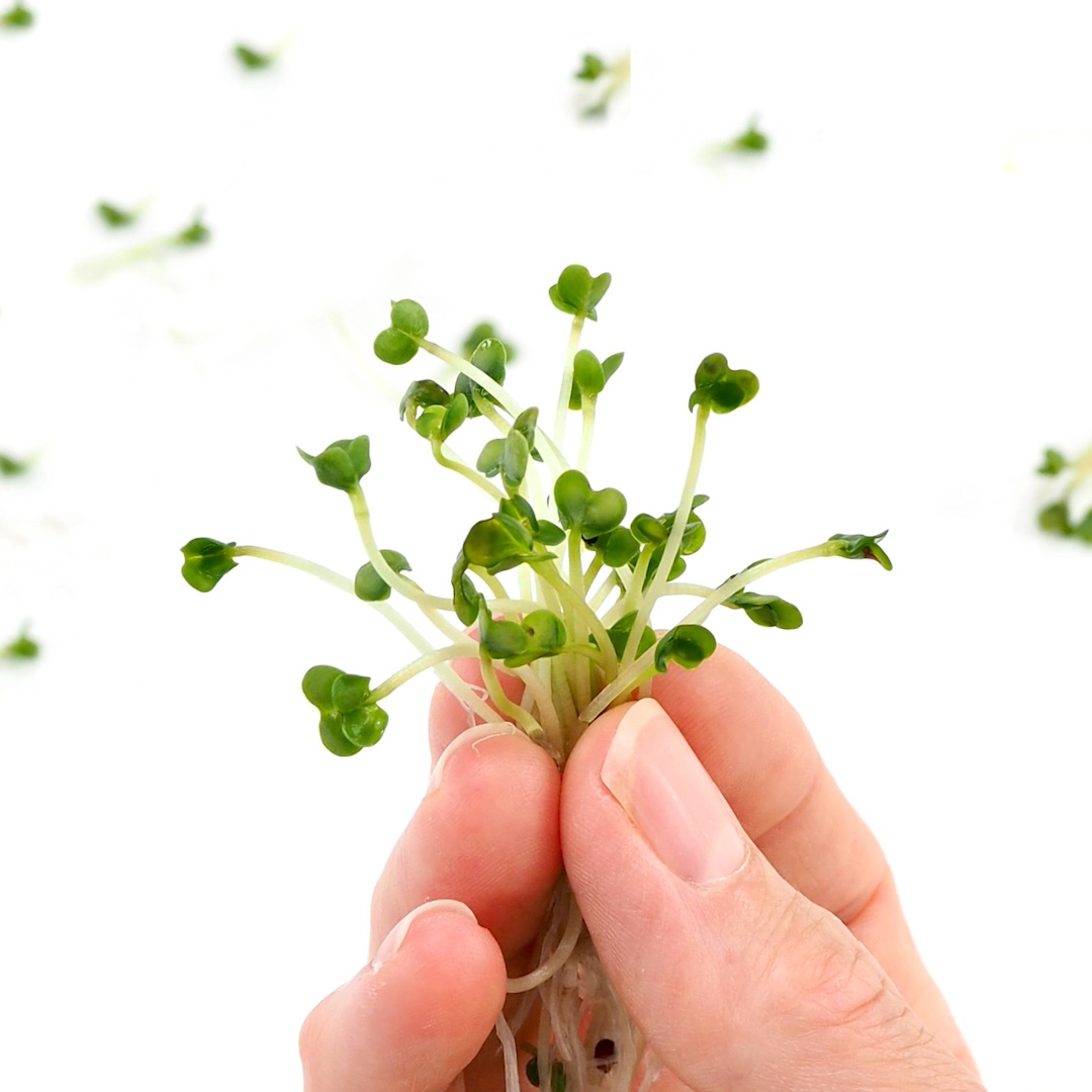 Dyrk selv sunde Broccolispirer