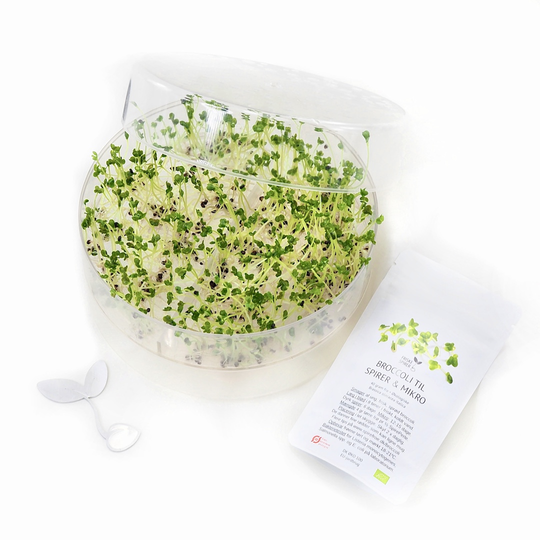 Dyrk selv økologiske Broccoli spirer i SpirePerle