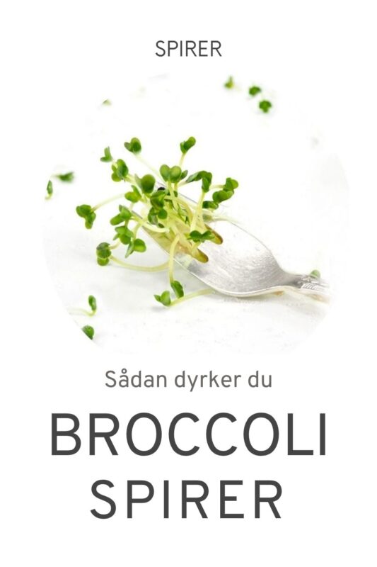 Sådan dyrker du Broccolispirer på 5 dage