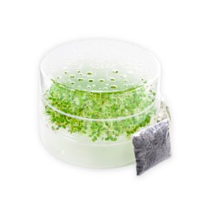 SpirePerle spirebakke lille startkit med frø portionsposer