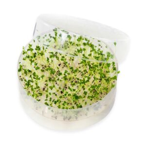 Friske Broccolispirer i SpirePerle spirebakke