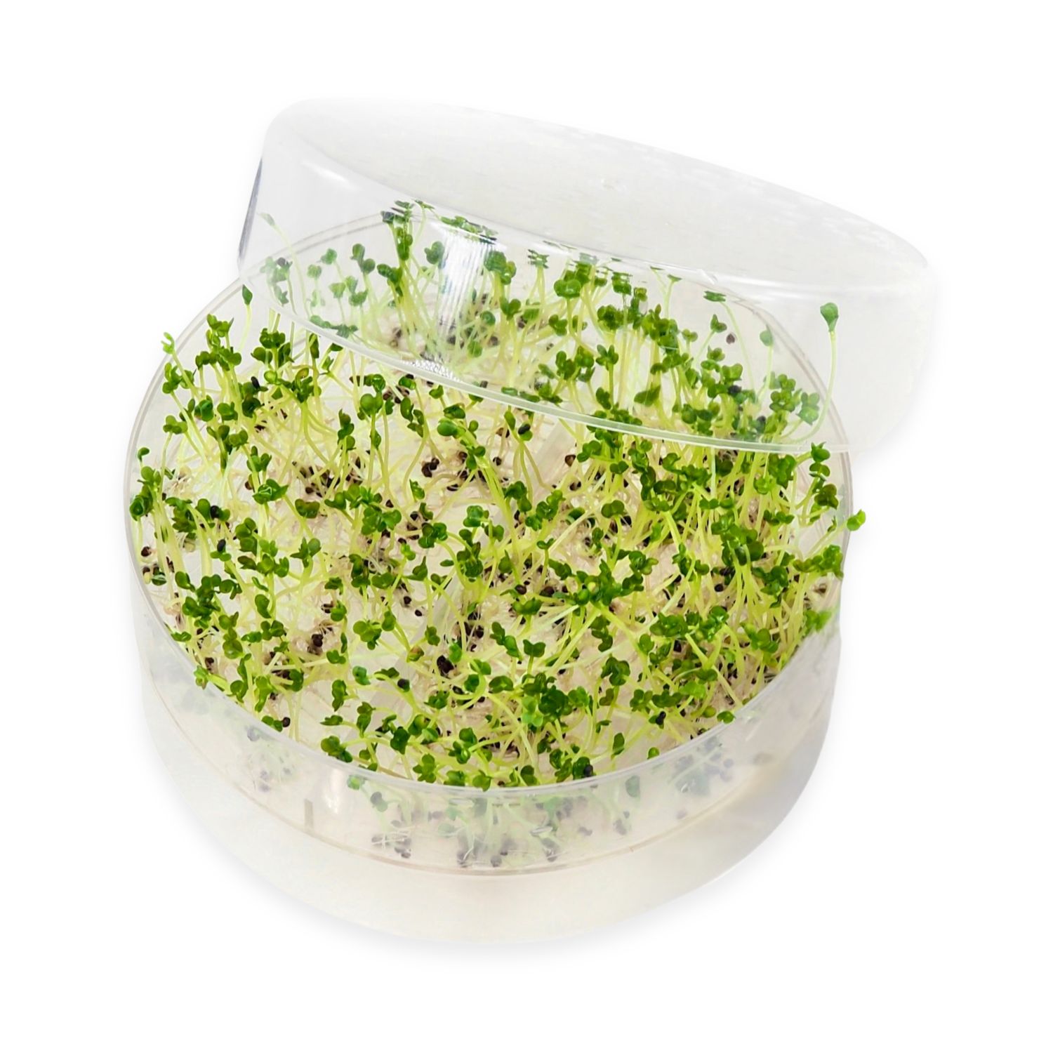 Friske Broccolispirer i SpirePerle spirebakke