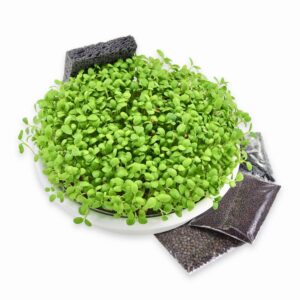 Hvid Keramik Spirebakke 18 cm med spirefrø